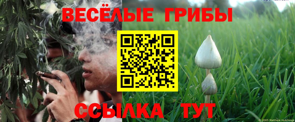 Галлюциногенные грибы прущие грибы Сальск